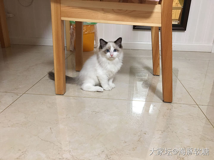 有没有懂布偶猫的大大，我是不是买到了串串？_猫