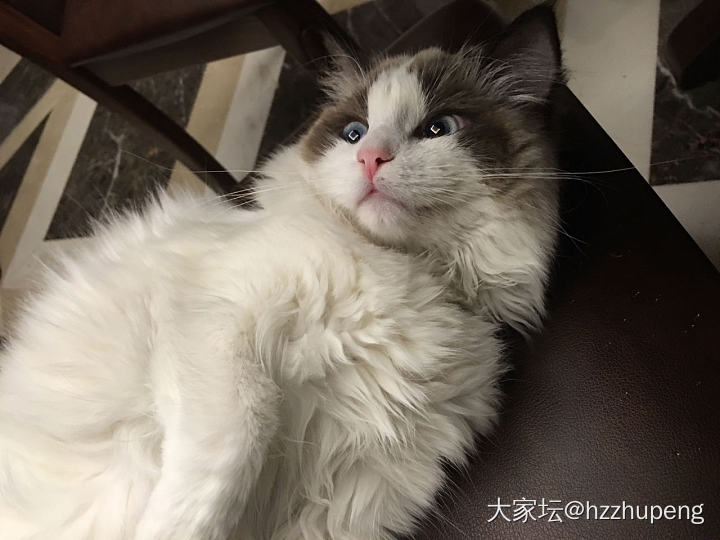 这小表情哎_猫宠物