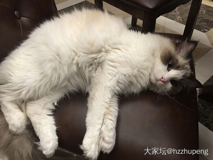 这小表情哎_猫宠物