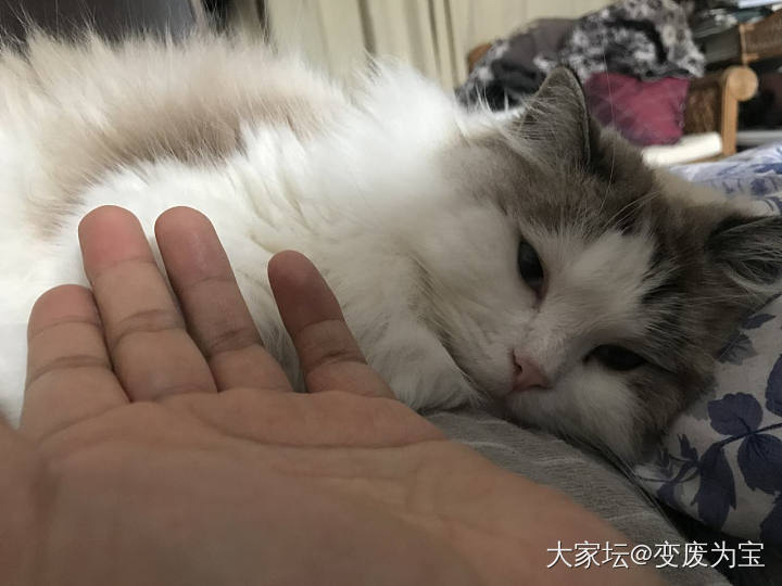 今早的老虎🐯😆_猫