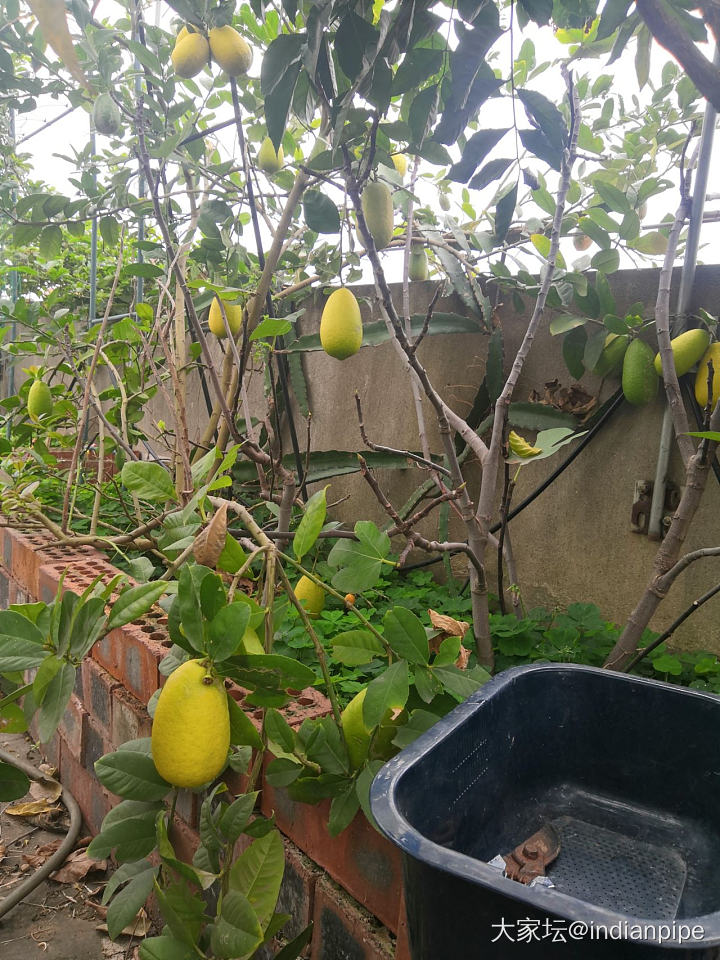 桑椹和柠檬成熟时_水果果园
