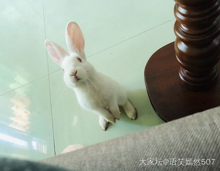 还记得这个白色小毛团吗🐰我们结缘一年啦，时间真快！
从一开始的怯生生到现在的上天..._兔