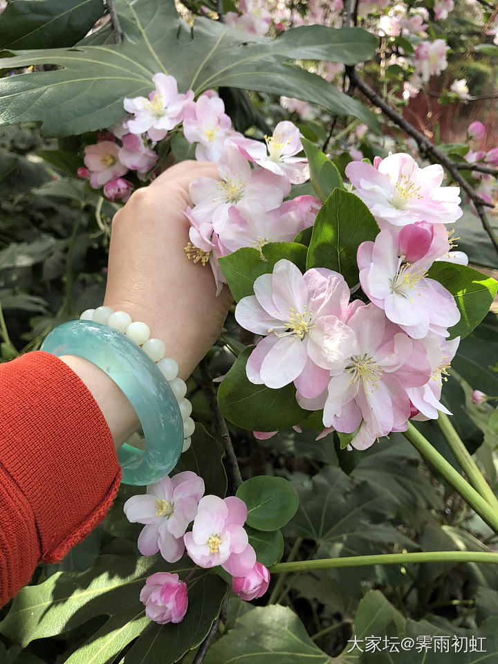 海棠花街完全盛开了。_花