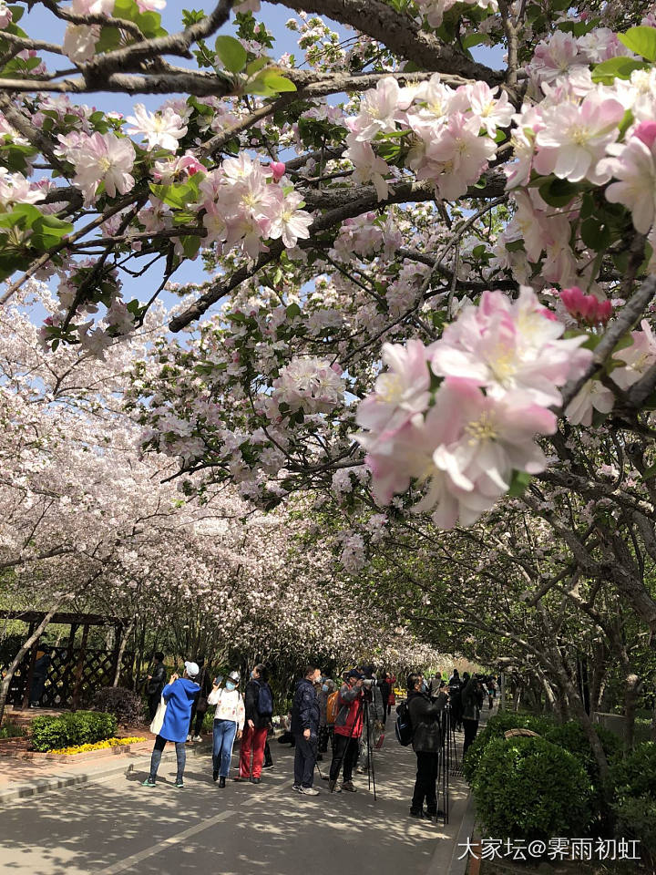 海棠花街完全盛开了。_花