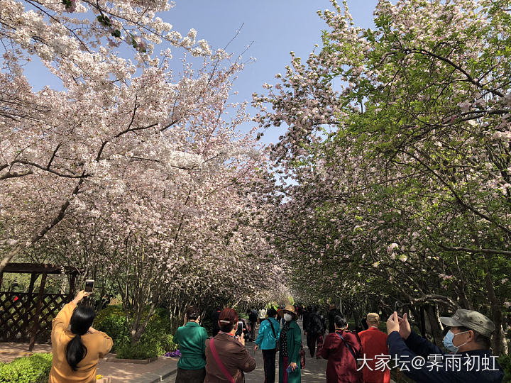 海棠花街完全盛开了。_花