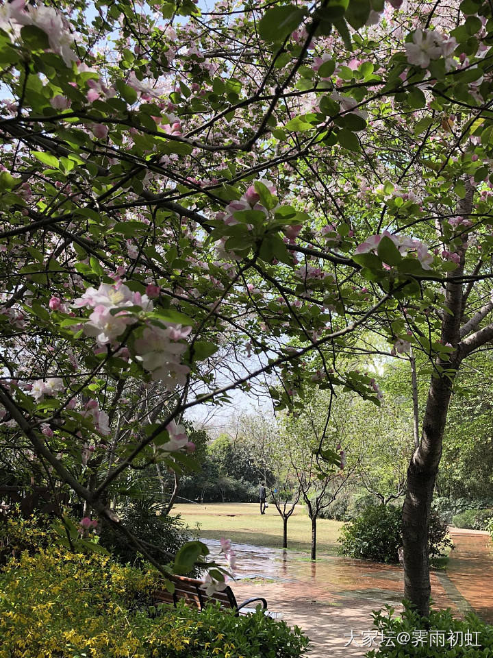 海棠花街完全盛开了。_花