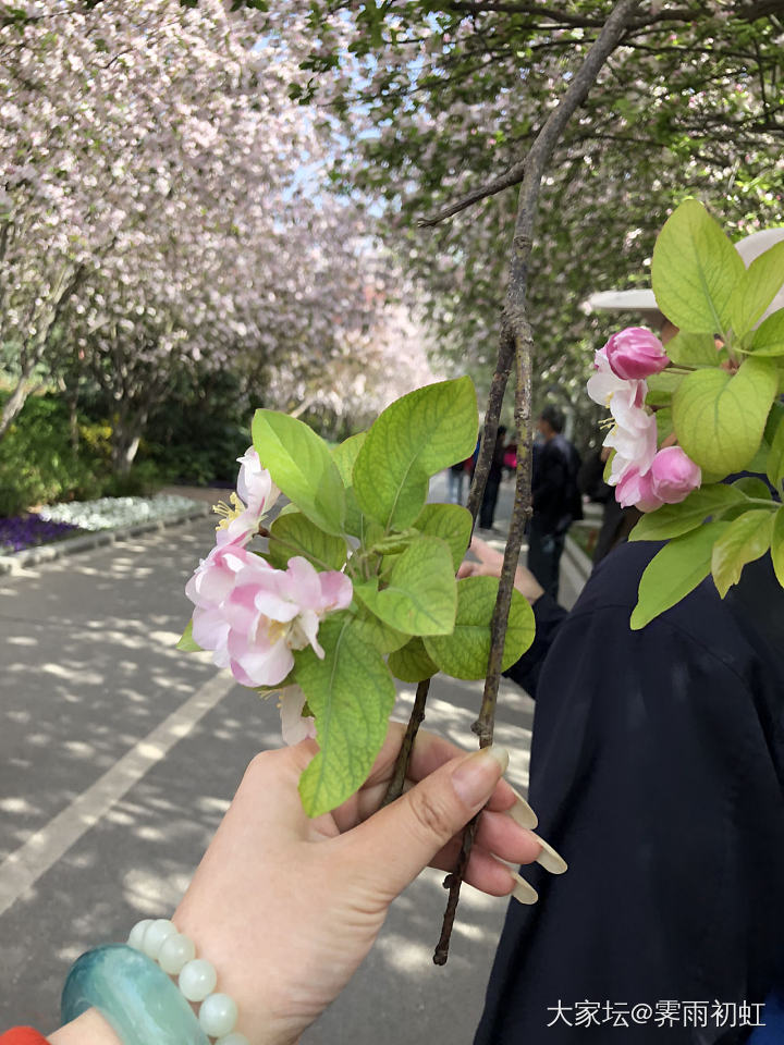 海棠花街完全盛开了。_花