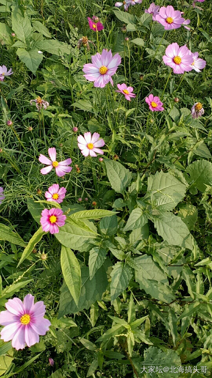 能吃的野菜，我们这叫白花菜？你们那里叫什么？