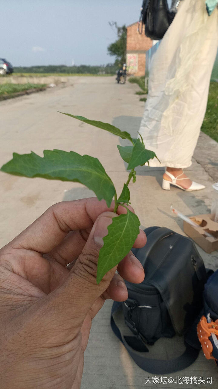 能吃的野菜，我们这叫白花菜？你们那里叫什么？