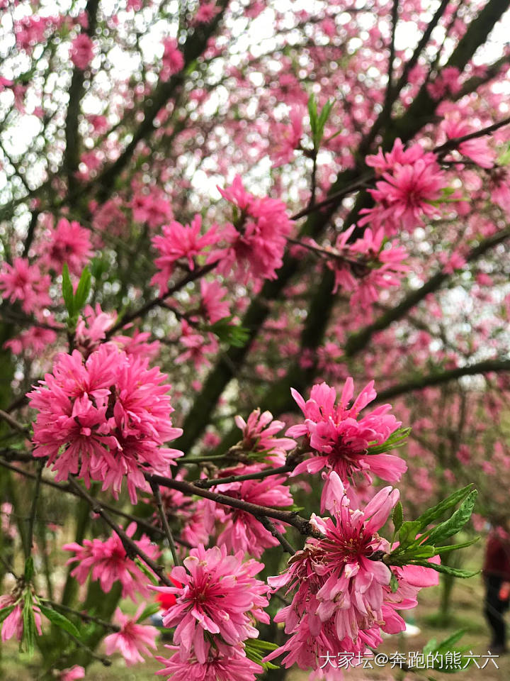 中无杂树，芳草鲜美，落英缤纷_花