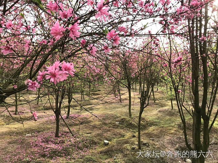 中无杂树，芳草鲜美，落英缤纷_花