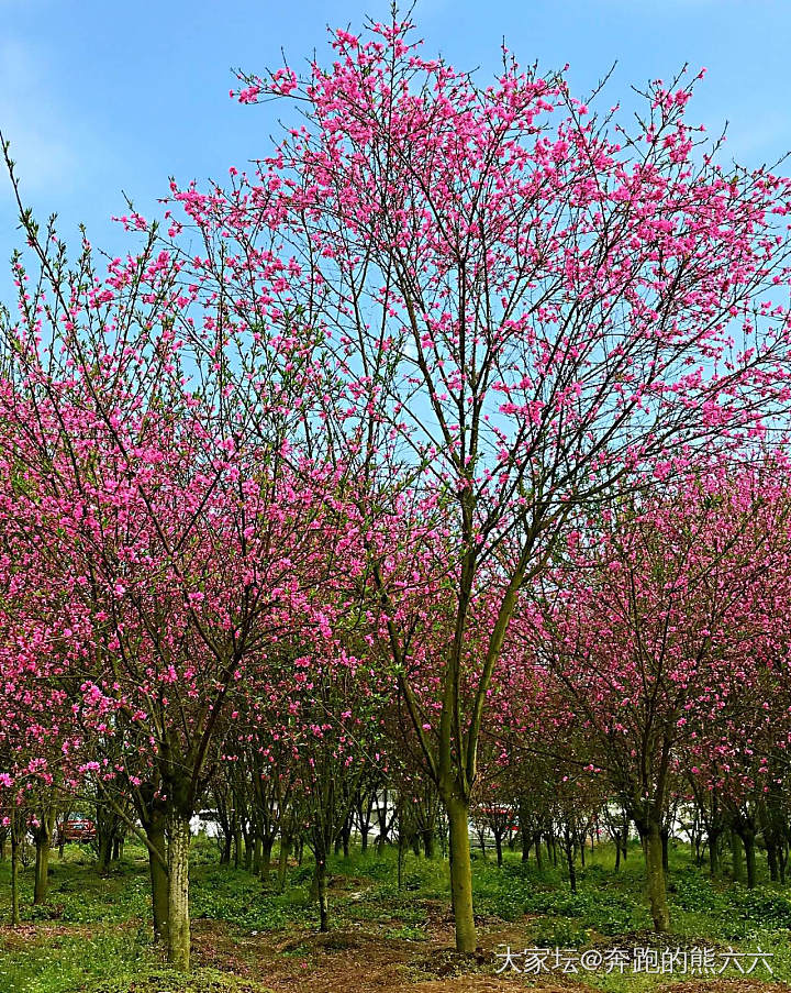 中无杂树，芳草鲜美，落英缤纷_花