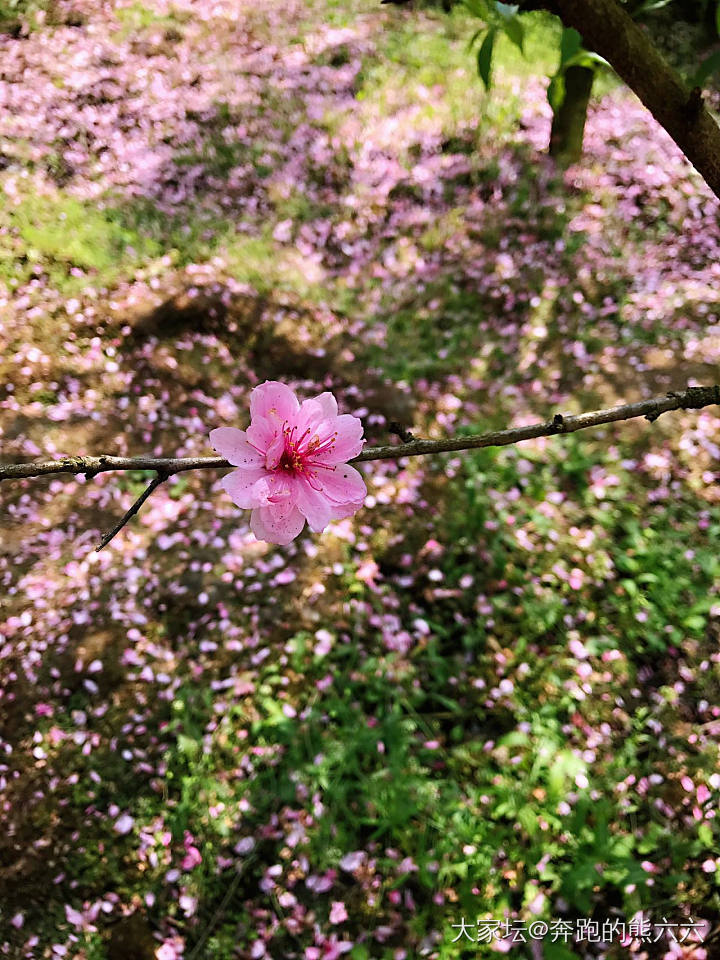 中无杂树，芳草鲜美，落英缤纷_花