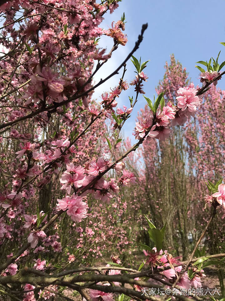 中无杂树，芳草鲜美，落英缤纷_花