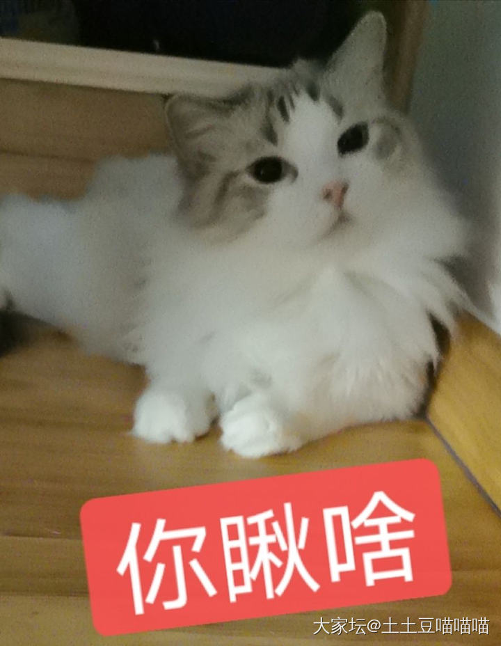 水一帖，每天撸猫_猫