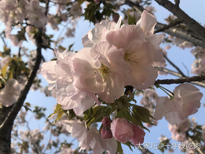 樱花绚烂如往昔_花