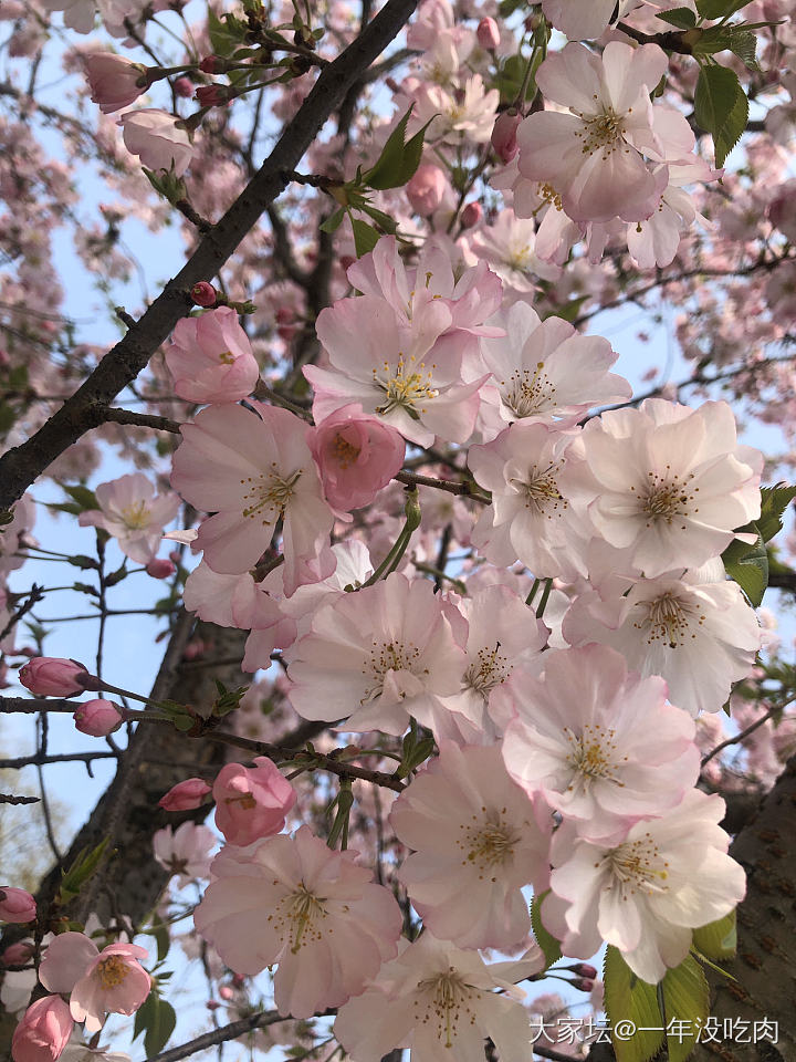 樱花绚烂如往昔_花