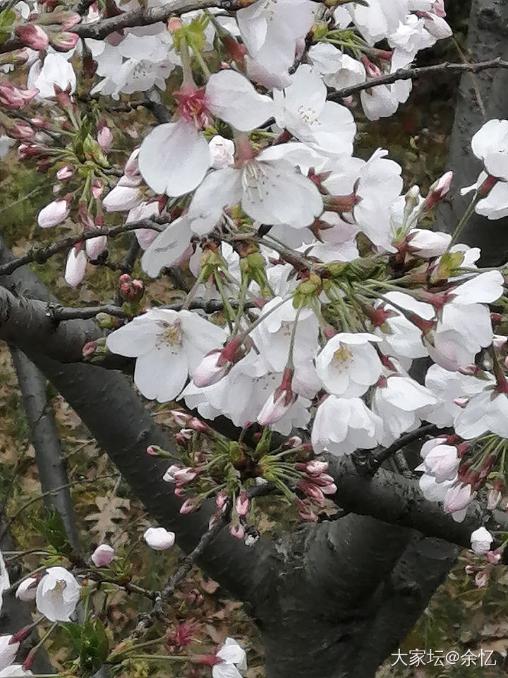 樱花绚烂如往昔_花