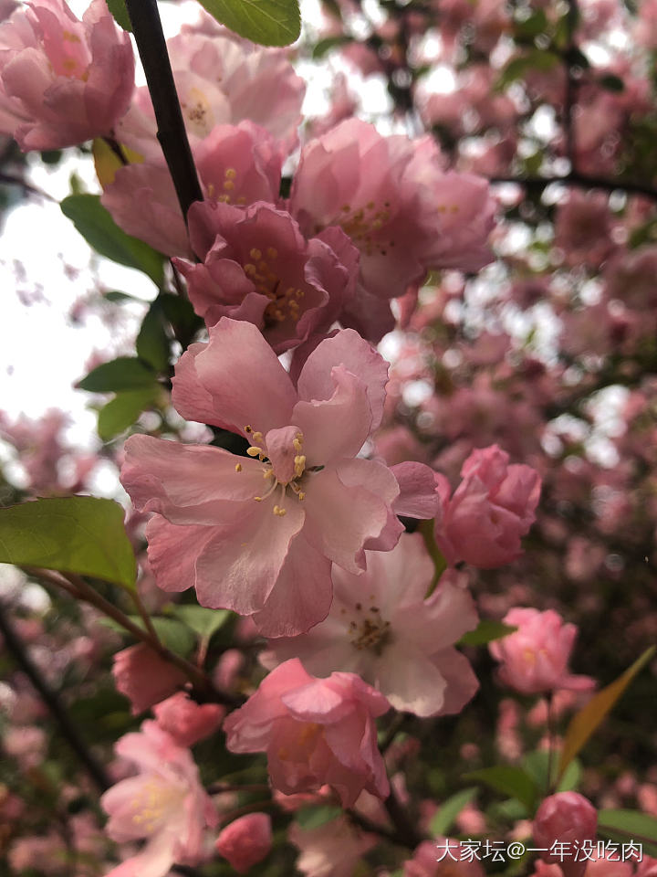 樱花绚烂如往昔_花