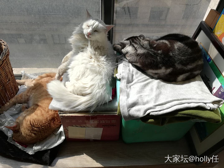 串串的守护神_猫