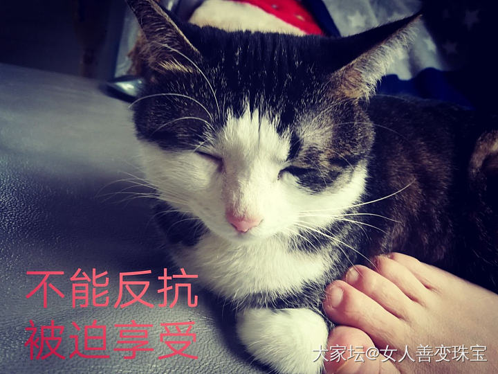 小剧场_猫