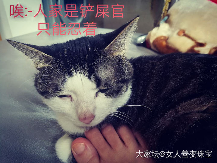 小剧场_猫