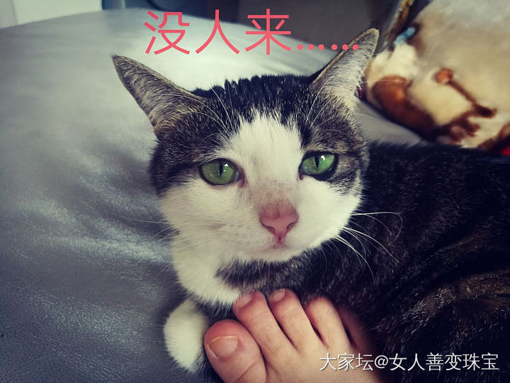 小剧场_猫