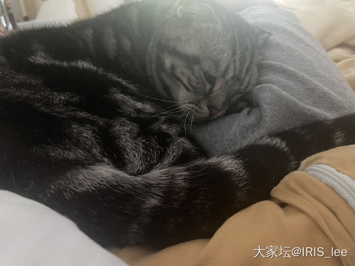 妞妞快两个月不见爸爸了，形影不离的黏着呢_猫