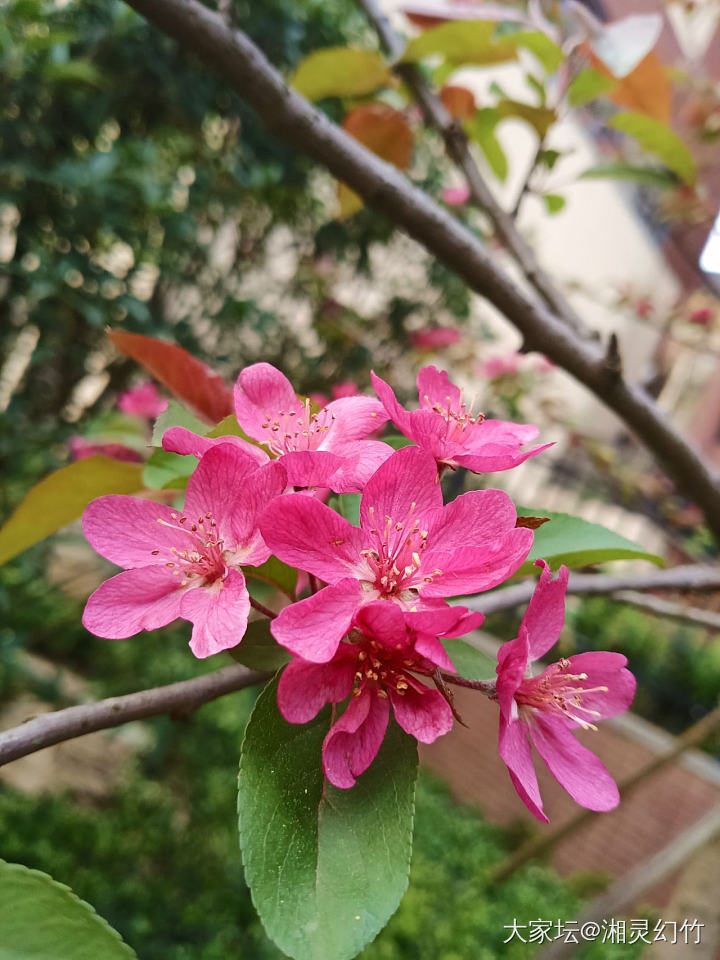 花越来颜色越淡_花