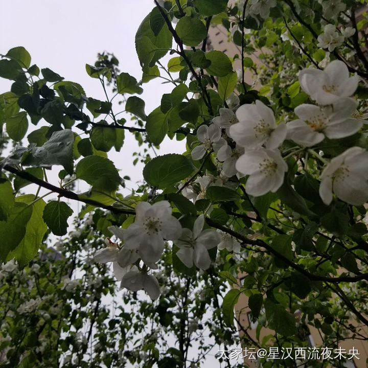 春雨打海棠_花