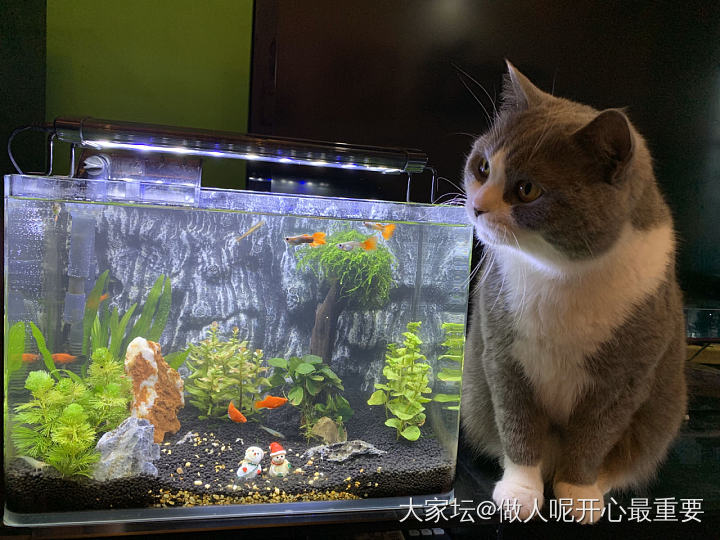 豆包他爹的鱼_猫