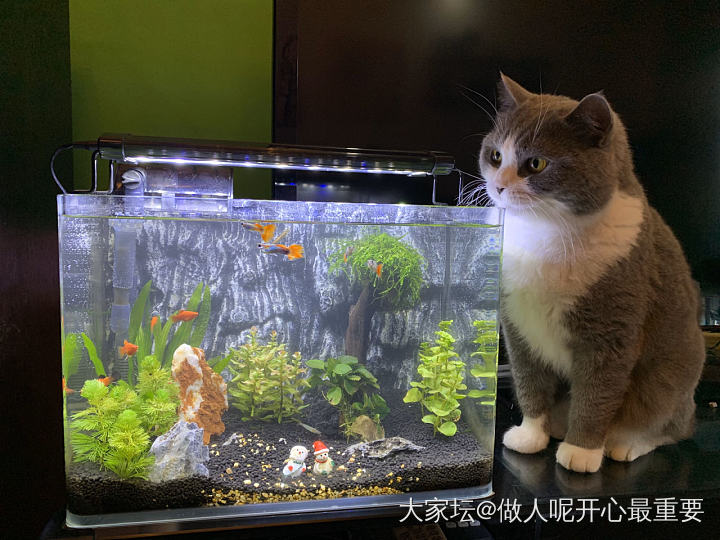 豆包他爹的鱼_猫