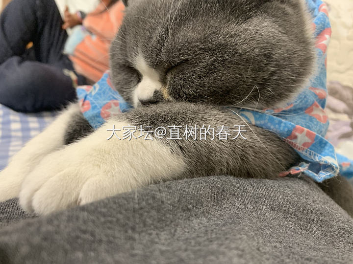 幸福的小日子😄_猫闲聊