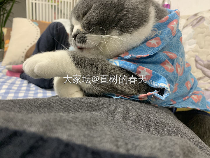 幸福的小日子😄_猫闲聊