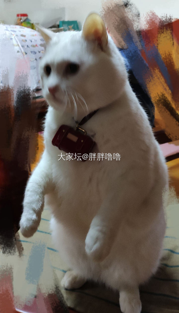 真想背上我的小包包旅行去_猫