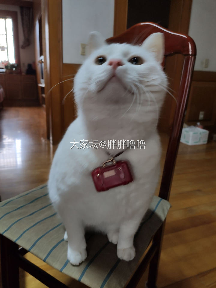 真想背上我的小包包旅行去_猫