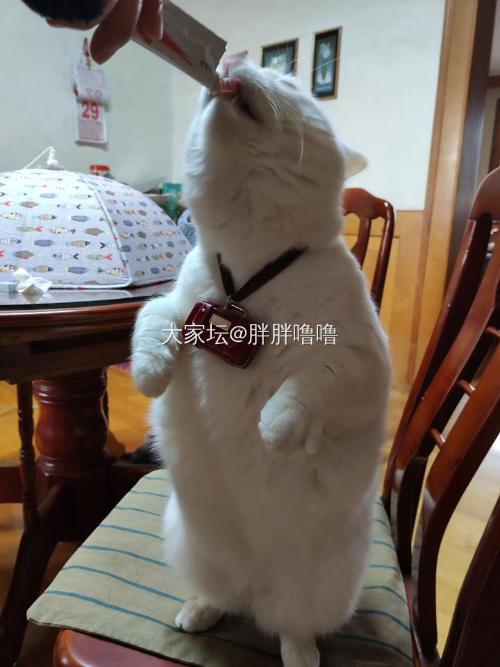 真想背上我的小包包旅行去_猫