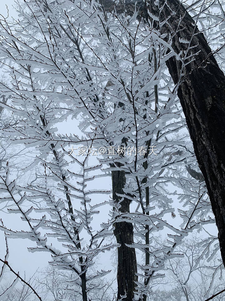 三月·桃花雪_猫闲聊