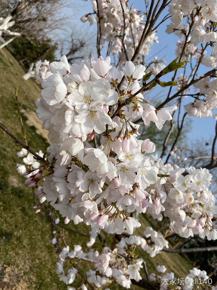 小巧随心的春天花朵🌺…🌼……_花