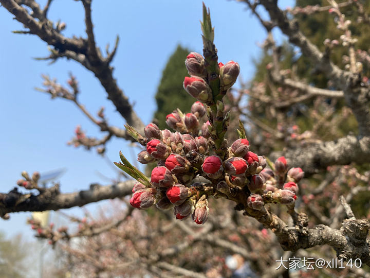 小巧随心的春天花朵🌺…🌼……_花