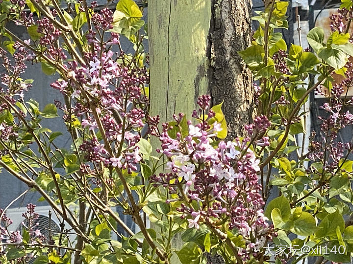 小巧随心的春天花朵🌺…🌼……_花