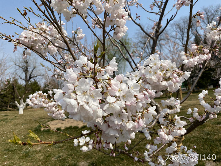 小巧随心的春天花朵🌺…🌼……_花