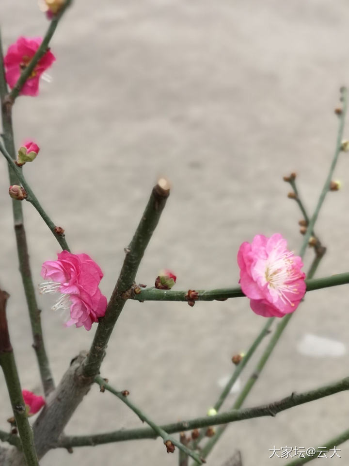 估计没有能猜出是啥花来的。_花