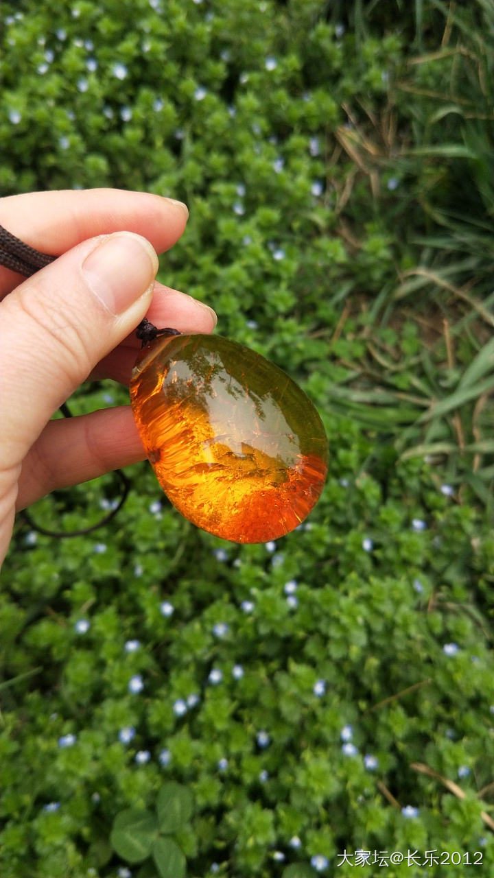 金珀，拔草了_琥珀