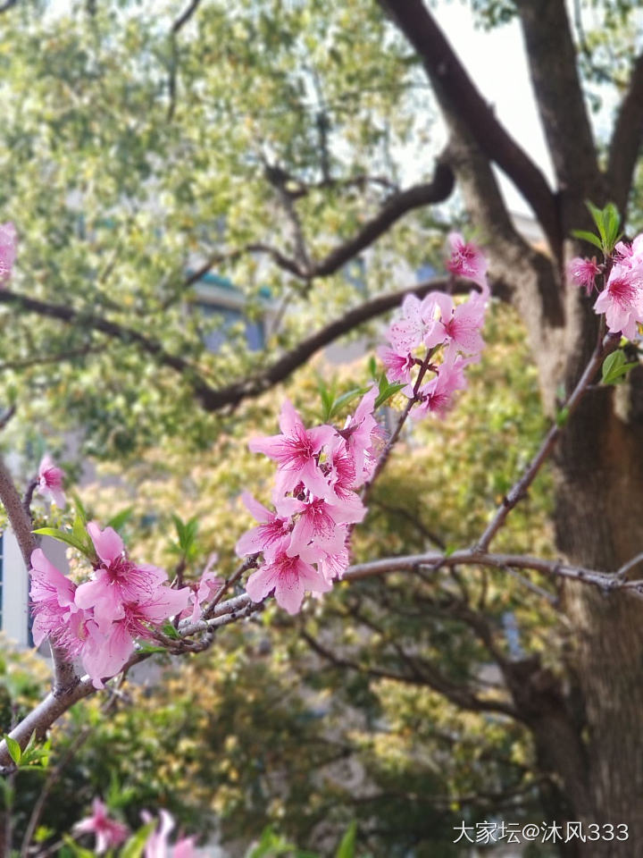 春天来了，万物复苏，大家都来发发最近身边的美吧_花