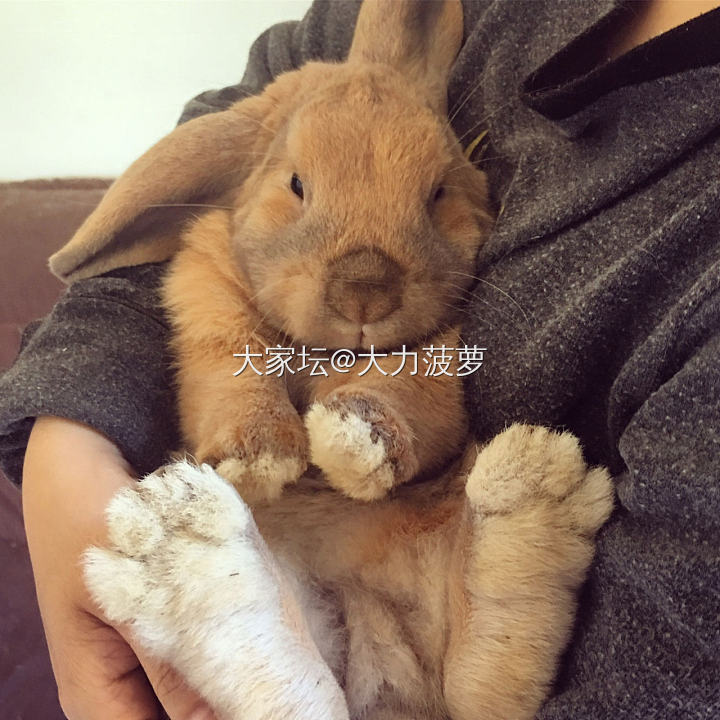 兔兔🐰太萌啦_兔宠物