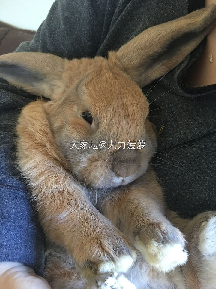 兔兔🐰太萌啦_兔宠物