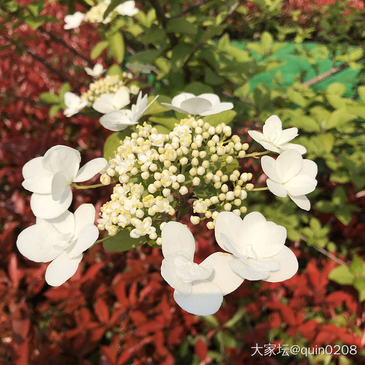 绿化带里琼花终于开了_花