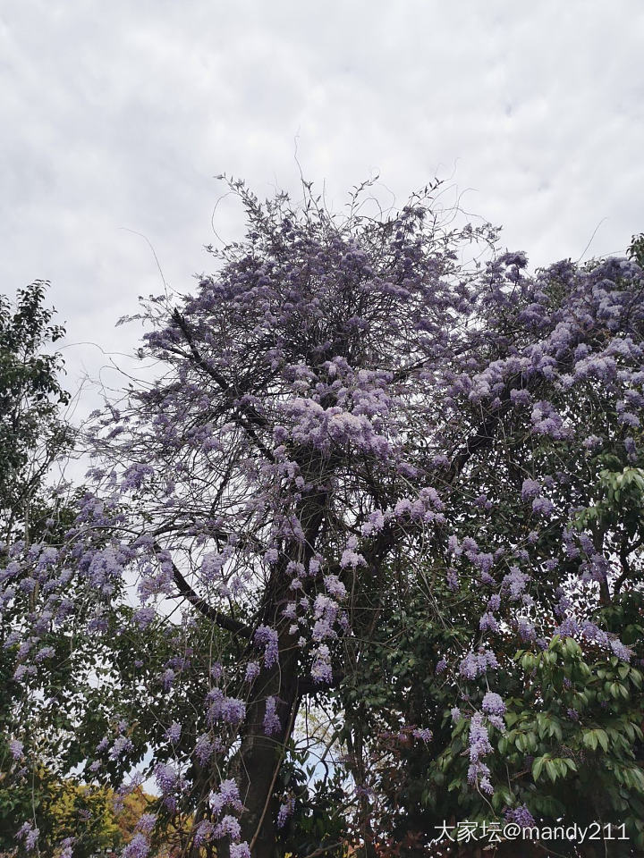 紫藤花开_景色花