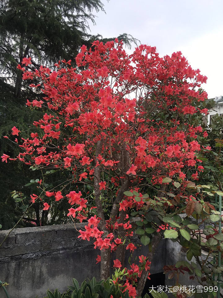 紫藤花开_景色花